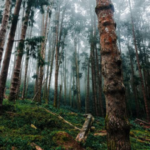 Pine Forest