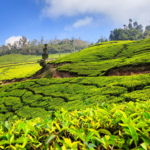 Tea Garden